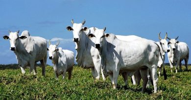 destaque-435977-agro