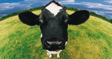 destaque-436594-vacas-saudaveis-imas