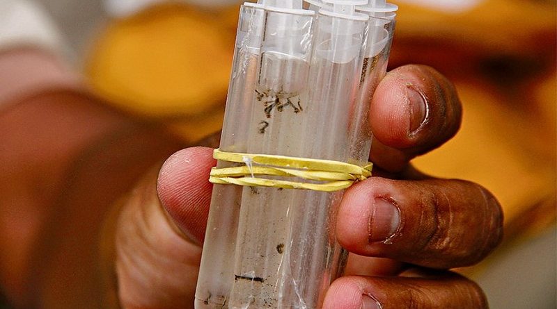 destaque-437329-chig