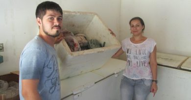 Peixes apreendidos entregues para secretaria de Educação em Novo Progresso.(Foto Sema-NP)