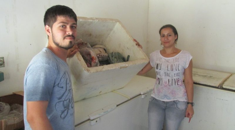 Peixes apreendidos entregues para secretaria de Educação em Novo Progresso.(Foto Sema-NP)