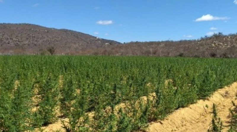 16coorpinacaoconjunta