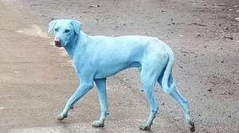 rio-estava-com-poluicao-16-vezes-acima-do-normal_dWvf5zk