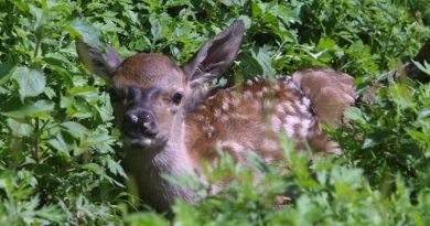 174644-kjpB-U202395409583sPG-1024x792@AGRO-Web