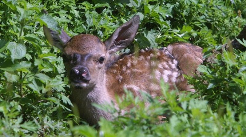 174644-kjpB-U202395409583sPG-1024x792@AGRO-Web