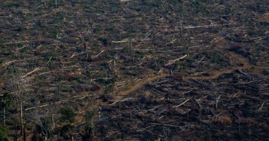O fogo é usado tradicionalmente na Amazônia como uma técnica barata para abrir pastos para o gado ou mesmo áreas de pequenos cultivos.