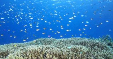 coral-recife-20111017-original3