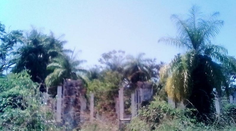 Fordlandia-Ruínas do antigo hospital