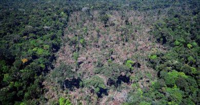 (Desmatamento em Novo Progresso Foto:IBAMA)