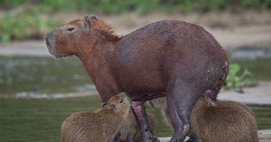 capivara