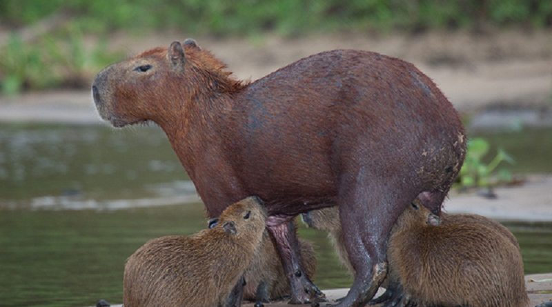 capivara