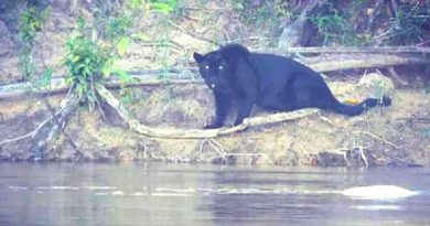 (foto: Vanuza Aparecida Martins)