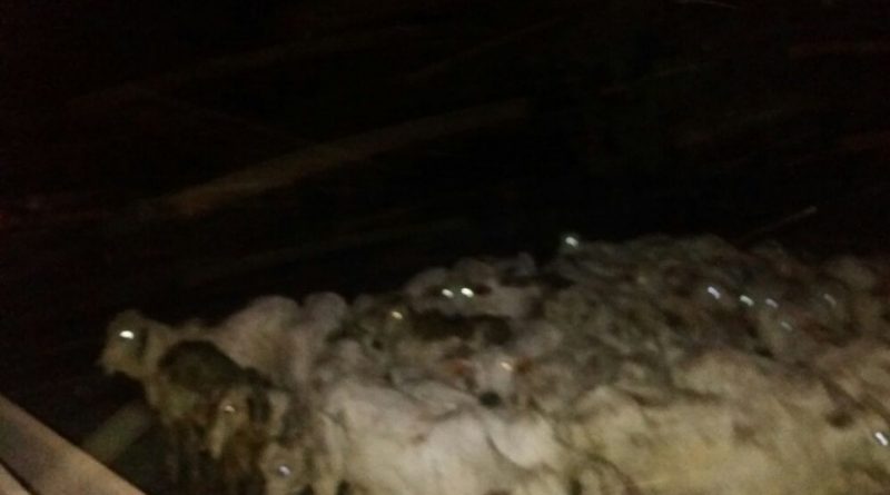 whatsapp_image_2018_01_27_at_00.52.27