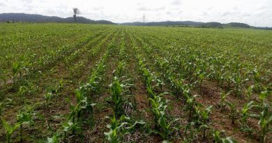 Safrinha de milho em Novo Progresso (Foto Jornal Folha do Progresso)