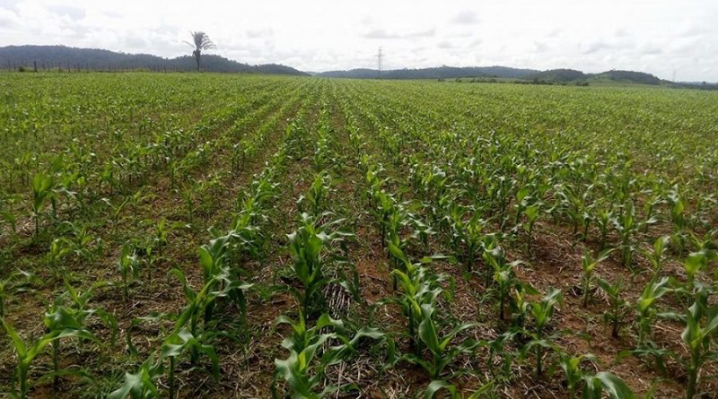 Safrinha de milho em Novo Progresso (Foto Jornal Folha do Progresso)