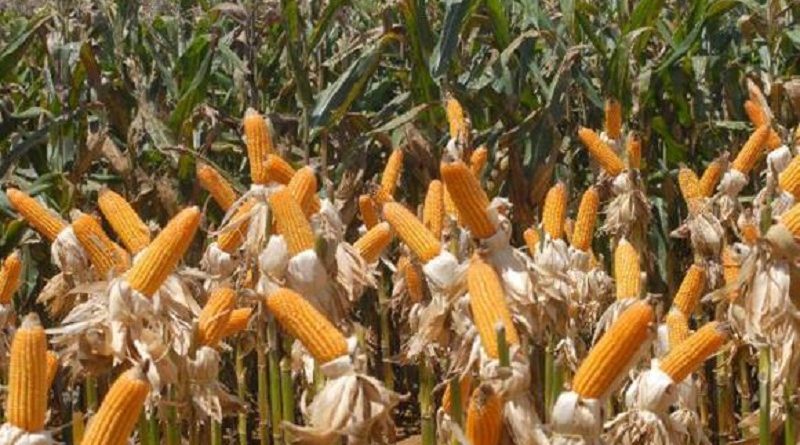 milho_elzafiuza_2308