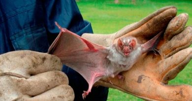 destaque-509339-raiva