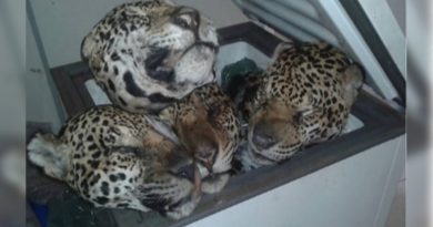 destaque-511879-t4t4