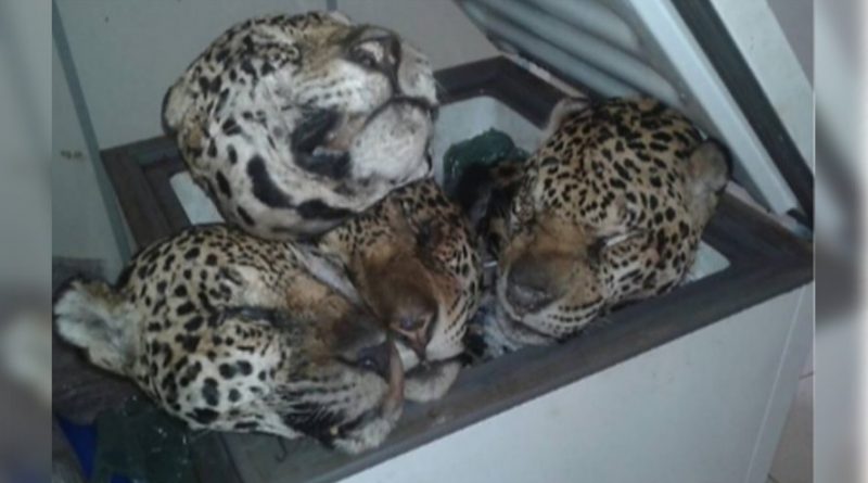 destaque-511879-t4t4