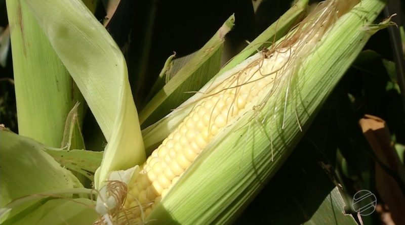 milho-2