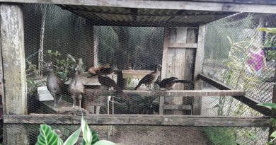 pc-animais-silvestres