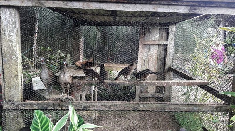 pc-animais-silvestres