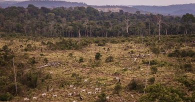 Gado na Floresta Nacional do Jamanxim, no Pará, em agosto de 2017. Foto: Bernardo Camara.
