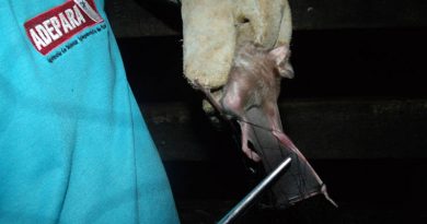 destaque-512679-agenciapara_fc5f1a5a-5e56-4617-864a-b7b2418a7032