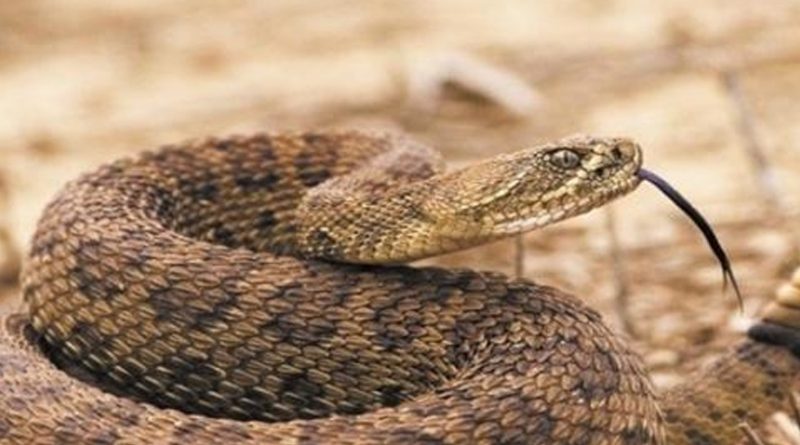 destaque-514271-cascavel_reproducao