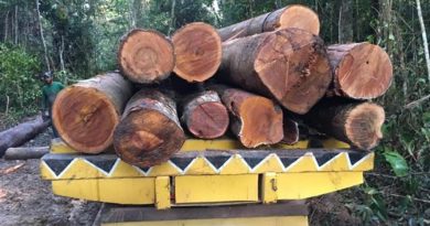 destaque-517085-madeira