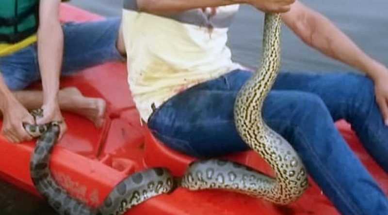 Sucuri-giboia-cobra-ataca-homem-em-lago-990x556