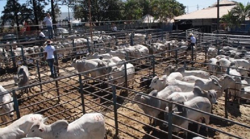 Touros-Nelore-CFM-2-1-610x400