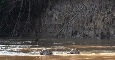 Mãe e filho atravessa rio com cobra na boca (Foto: Arjan Jongeneel/Arquivo Pessoal)