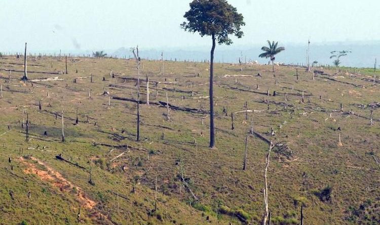 desmatamento-da-amazonia