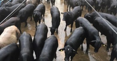 qualidade-carne-bovina-para-tocantins-novembro-2018