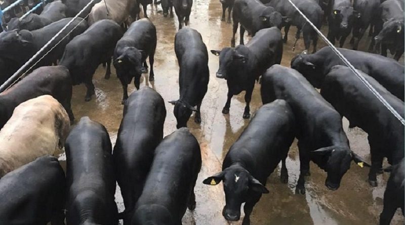 qualidade-carne-bovina-para-tocantins-novembro-2018