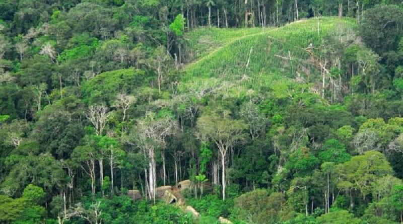 Floresta no Acre. Foto: Wikimedia Commons
