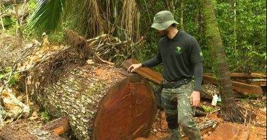 castanha castanheira