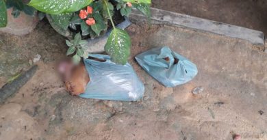 CACHORORO CRIPURIZÃO