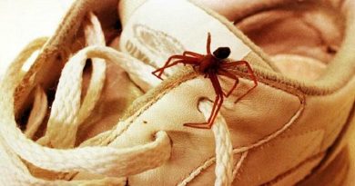 aranha-marrom-curitiba