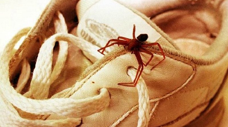 aranha-marrom-curitiba