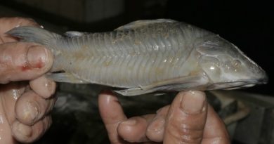 bodo-filhote-materia