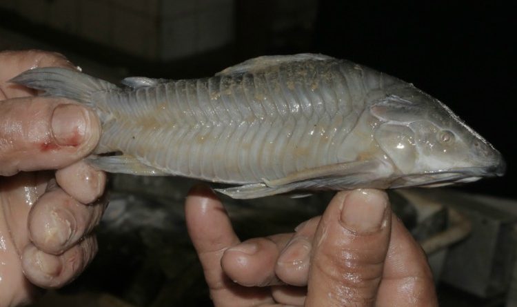 bodo-filhote-materia