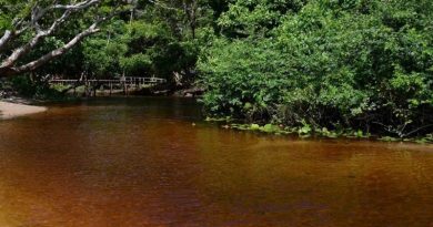 destaque-573908-igarape