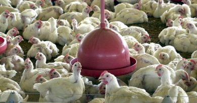 frangos-Agencia-Brasil-Divulgac-o