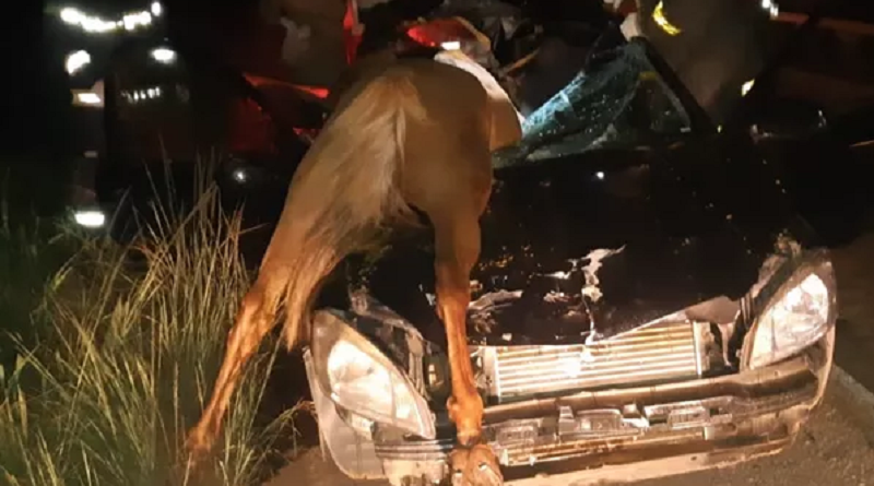 acidente cavalo 1