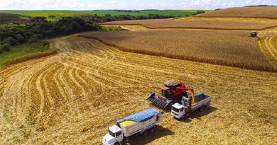 colheita soja belterrra