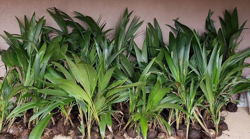 58443309_868414226849953_145628592817045504_n