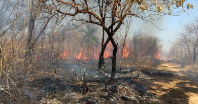 FOGO QUEIMADAS