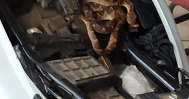 JararacaCampoVerde-640x556